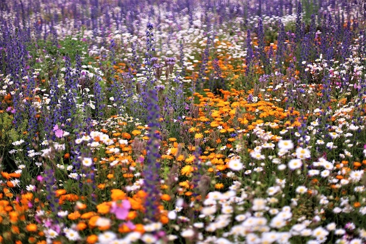 Wildblumenwiese Anlegen: Schritte Zum Bunten Gartenparadies