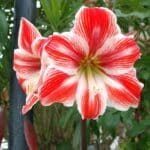 Amaryllis - Weihnachtspflanzen nachhaltig übersommern