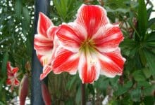 Amaryllis - Weihnachtspflanzen nachhaltig übersommern