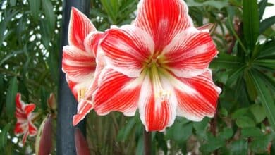 Amaryllis - Weihnachtspflanzen nachhaltig übersommern