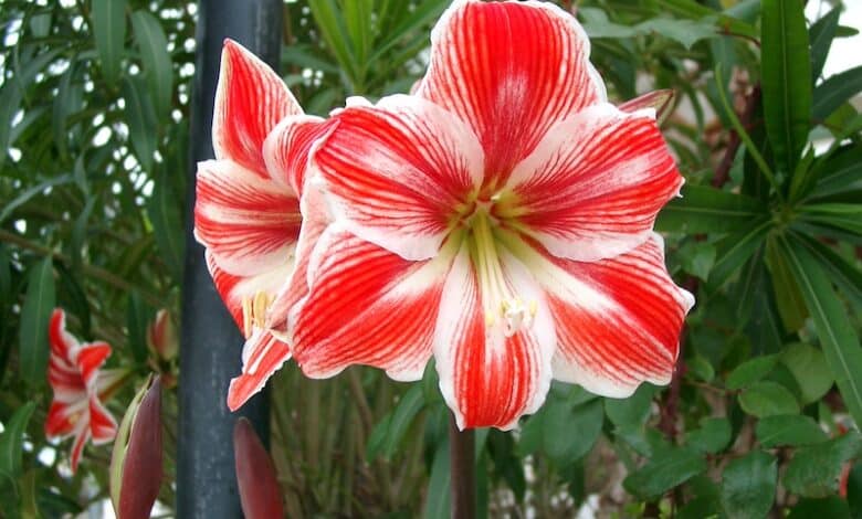 Amaryllis - Weihnachtspflanzen nachhaltig übersommern